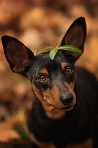 Close-up of dog