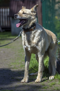 Portrait of a dog on field