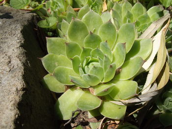 Close-up of succulent plant