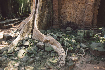 Tree trunk in forest
