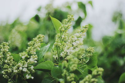 Close-up of fresh green plant