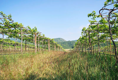 Trees on field against clear sky