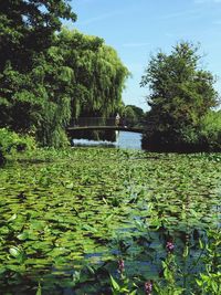 Water lily in lake against sky