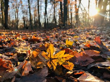 Autumn leaves on fallen tree