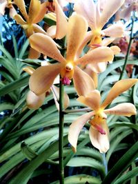 Close-up of flowering plant