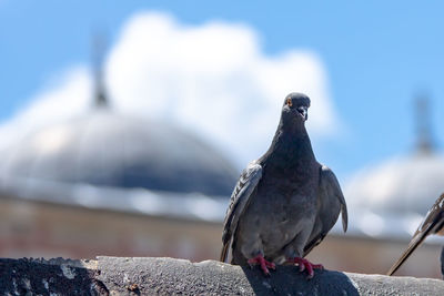 Pigeon on the roof