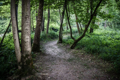 Dirt road in forest