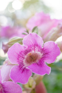 Close-up of pink flowering plant