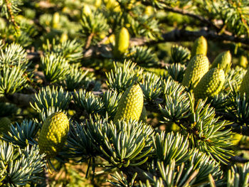 Close-up of green leaves