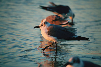 High angle view of bird in lake