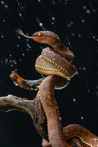 Close-up of lizard