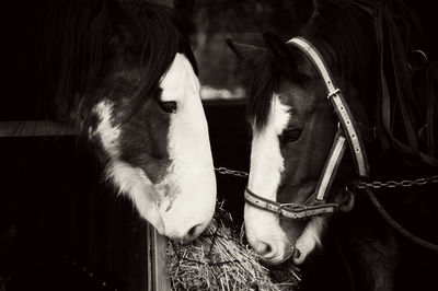 Horses eating straws at stable