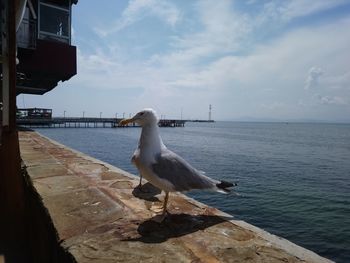 Seagull perching on a sea against sky