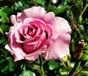 Close-up of pink rose
