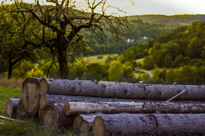 View of trees on field