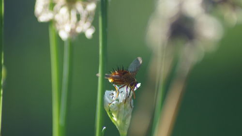 Close-up of bee on flower