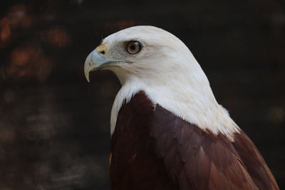 Close-up of eagle against blurred background