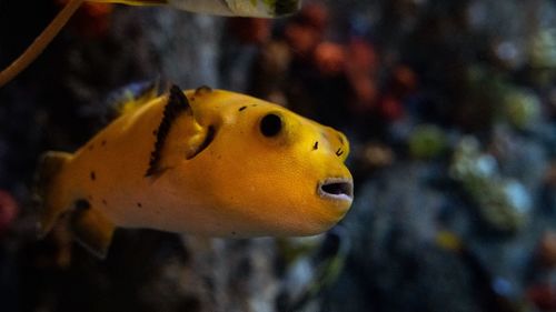 Close-up of fish swimming in sea