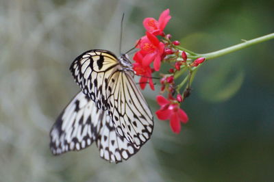Close-up of butterfly on pink flower