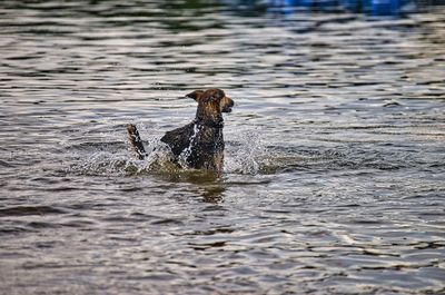 Duck swimming in a lake