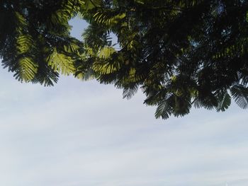 Low angle view of tree against sky