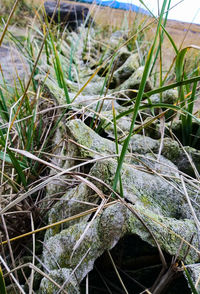 Close-up of plants growing on land