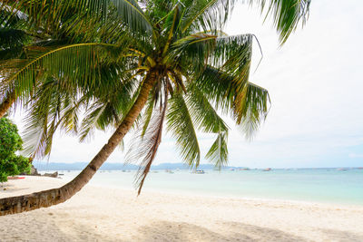 Palm trees at beach against sky