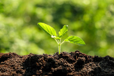 Close-up of plant growing on land