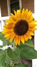 Close-up of yellow flower