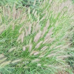 Full frame shot of green field