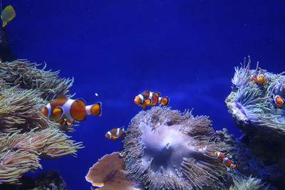 Clown fish swimming in sea