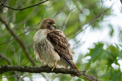 Low angle view of eagle perching on branch