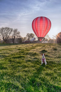 View of hot air balloons on field with jack russell  terrier infront of it