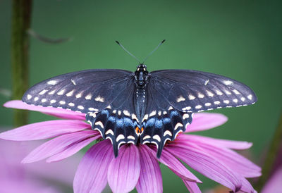 Close-up of butterfly on purple coneflower