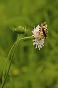 Close-up of butterfly pollinating on flower