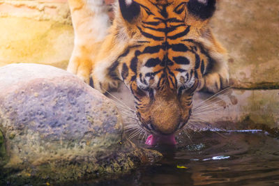 Full length of a cat drinking water