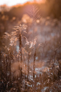 Close-up of stalks in field against sunset