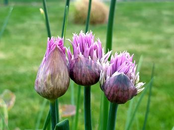 Close-up of pink flowering plant