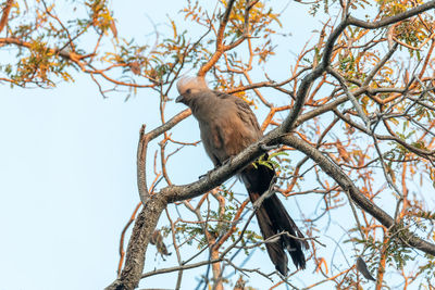 Low angle view of a bird perching on tree