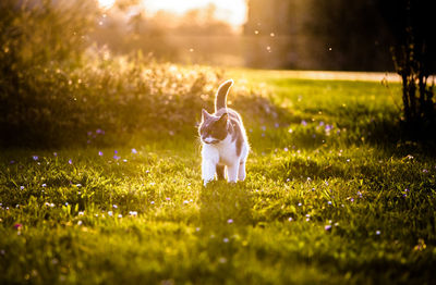 Cat on grassy field