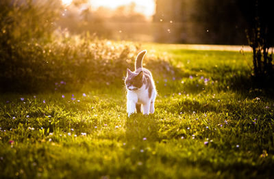 Dog on field