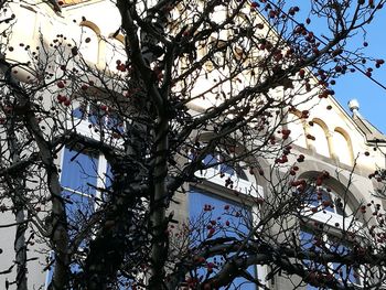 Low angle view of tree against sky