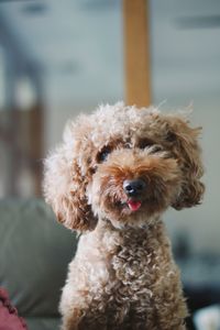 Close-up portrait of dog sticking out tongue