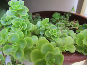 Close-up of green plant