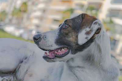 Close-up of a dog looking away