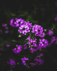 Close-up of purple flowering plant