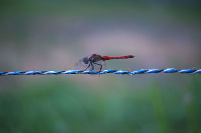 Close-up of dragonfly on plant