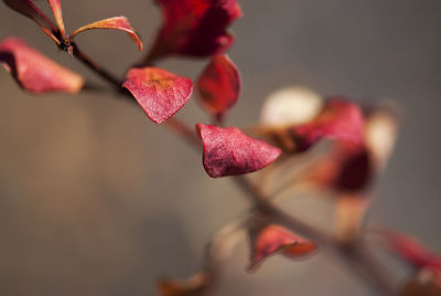 Close-up of red leaves on plant