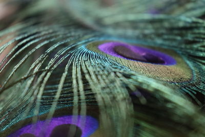 Close-up of peacock feather