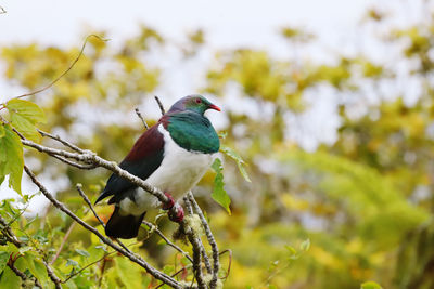 Close-up of bird perching on tree